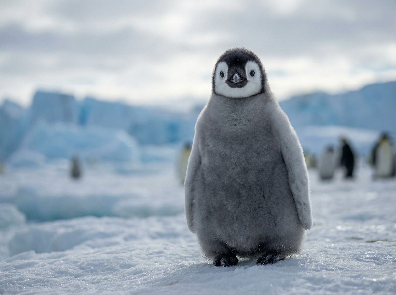 看片帝企鹅视频